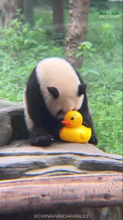 Why Pandas Are Lazy And So Cute 🥰