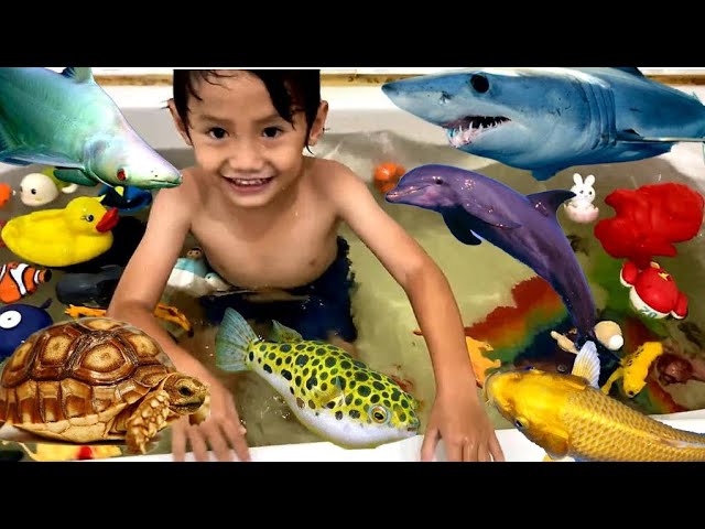 Menemukan ikan hias di bathtup ikan koi, koki, cupang, lele, kura-kura, hiu, ikan buntal, nemo,bebek class=