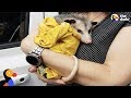 Woman Rescues Possum And Raises Him Like Her Own | The Dodo