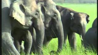 Gajraj Ecology of Asian Elephants at the Jim Corbett National Park, Uttarakhand, India.