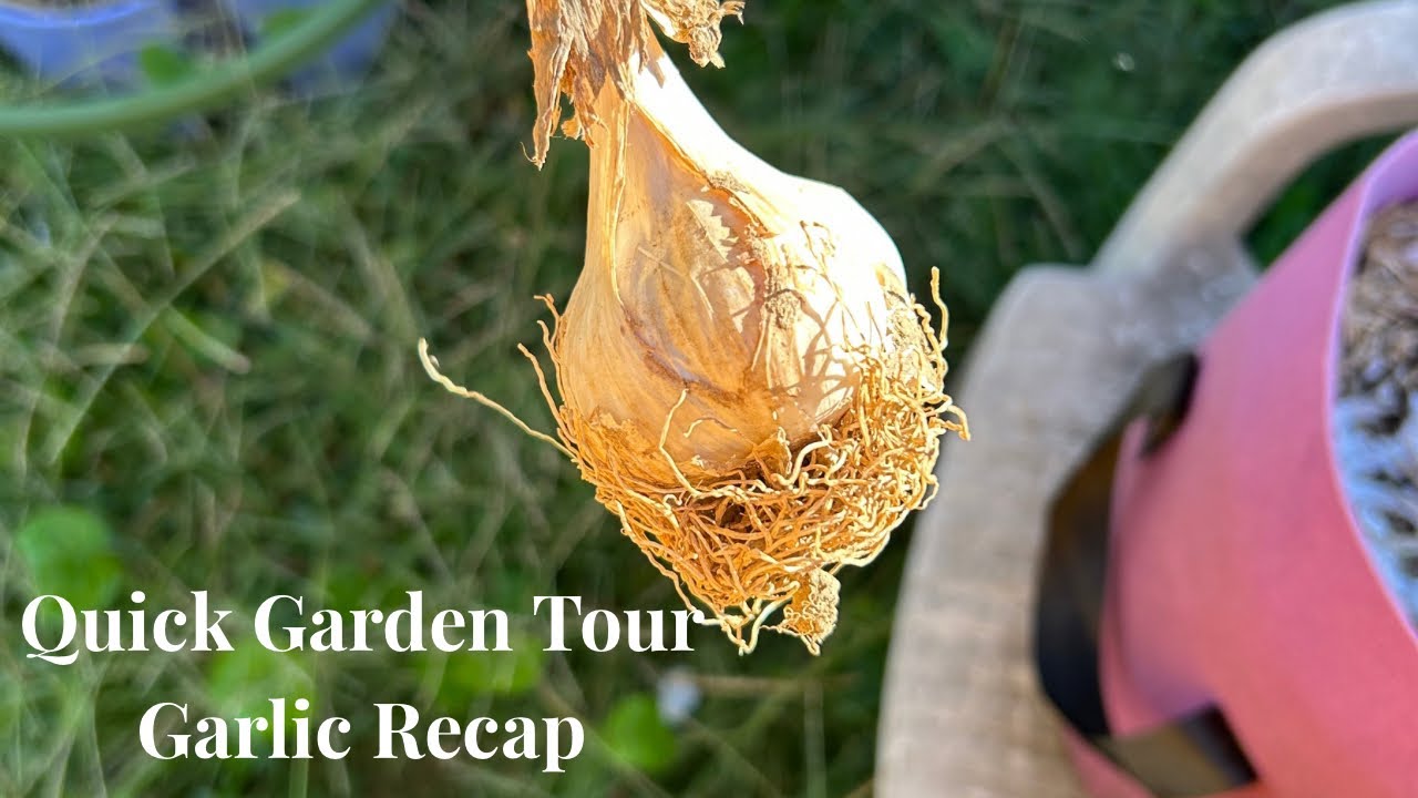 Quick Garden Tour + Garlic Varieties I Planted