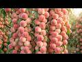 How Giant Hakuto Peaches Are Grown in Japan | Amazing Japanese Peach Farming &amp; Harvest