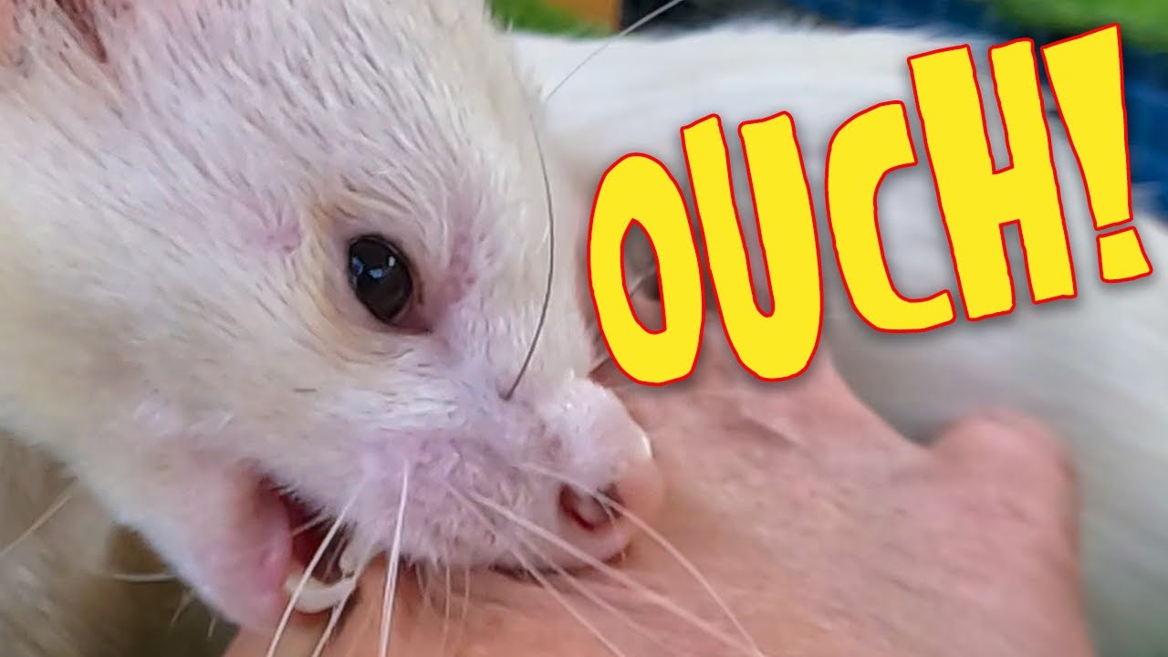 How I Stopped My Ferrets Biting Me (Real Tips That WORK!)