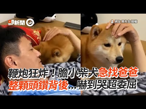 鞭炮狂炸！膽小柴犬急找爸 整顆頭鑽背後哭哭討拍｜寵物動物｜柴犬｜狗狗