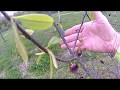 Pawpaw flowering, transplant and care growing fruit.