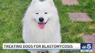 Dog Owners Warned As Lifethreatening Fungal Disease Spreads