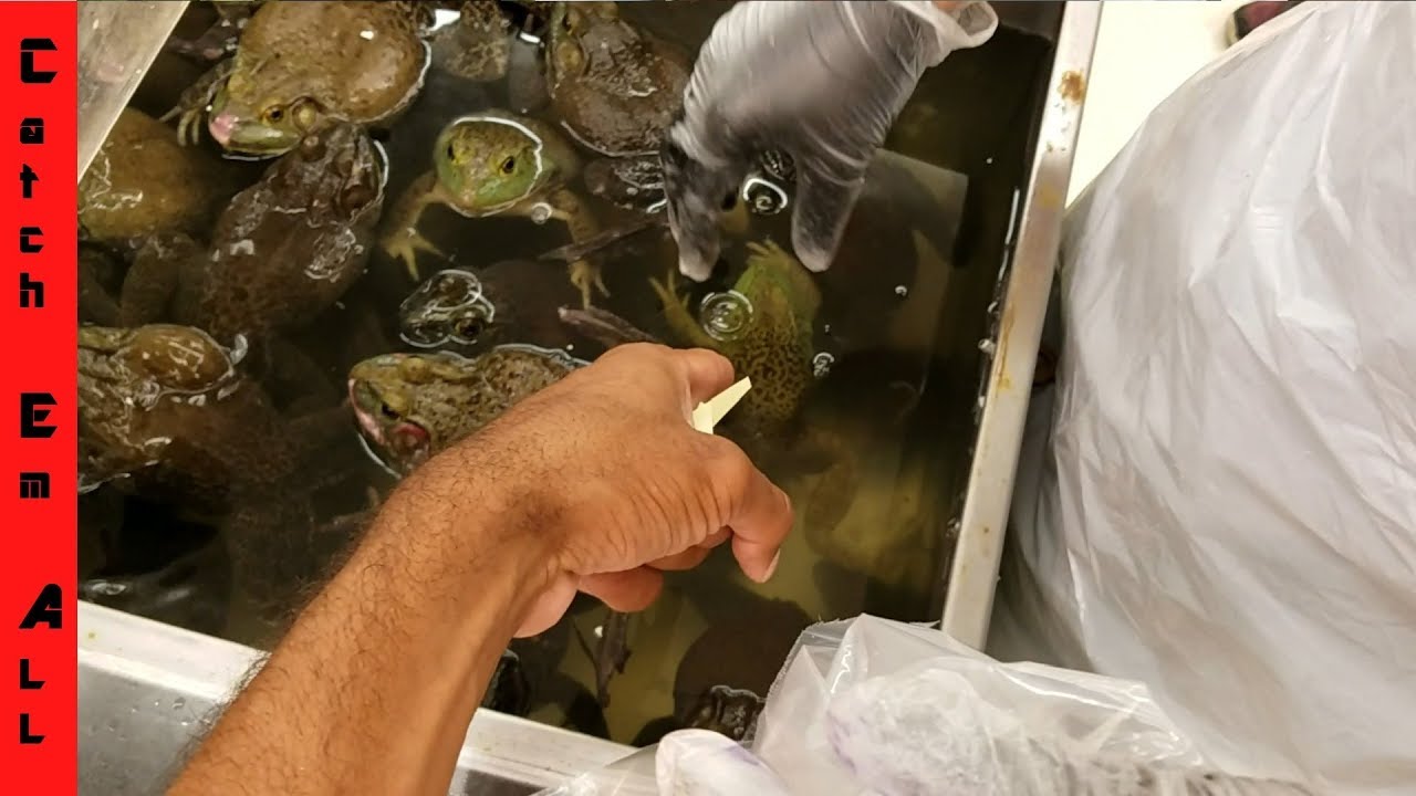 watershed Live Animal Grocery Store! FROG SACRIFICES for SHAMU!