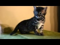 Jody - Charcoal Bengal Kitten at 8 weeks old