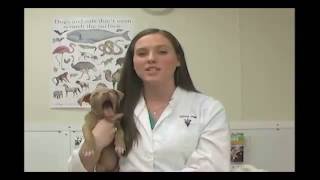 Do pets lose their baby teeth?