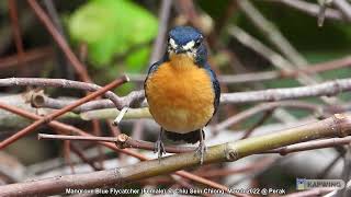 Mangrove Blue Flycatcher (Female) @ Chiu Sein Chiong 1612 screenshot 5
