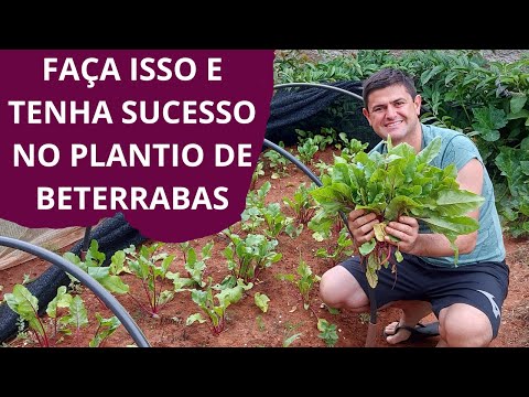 Vídeo: Instruções de alimentação de beterraba - Quando e como aplicar o fertilizante de beterraba