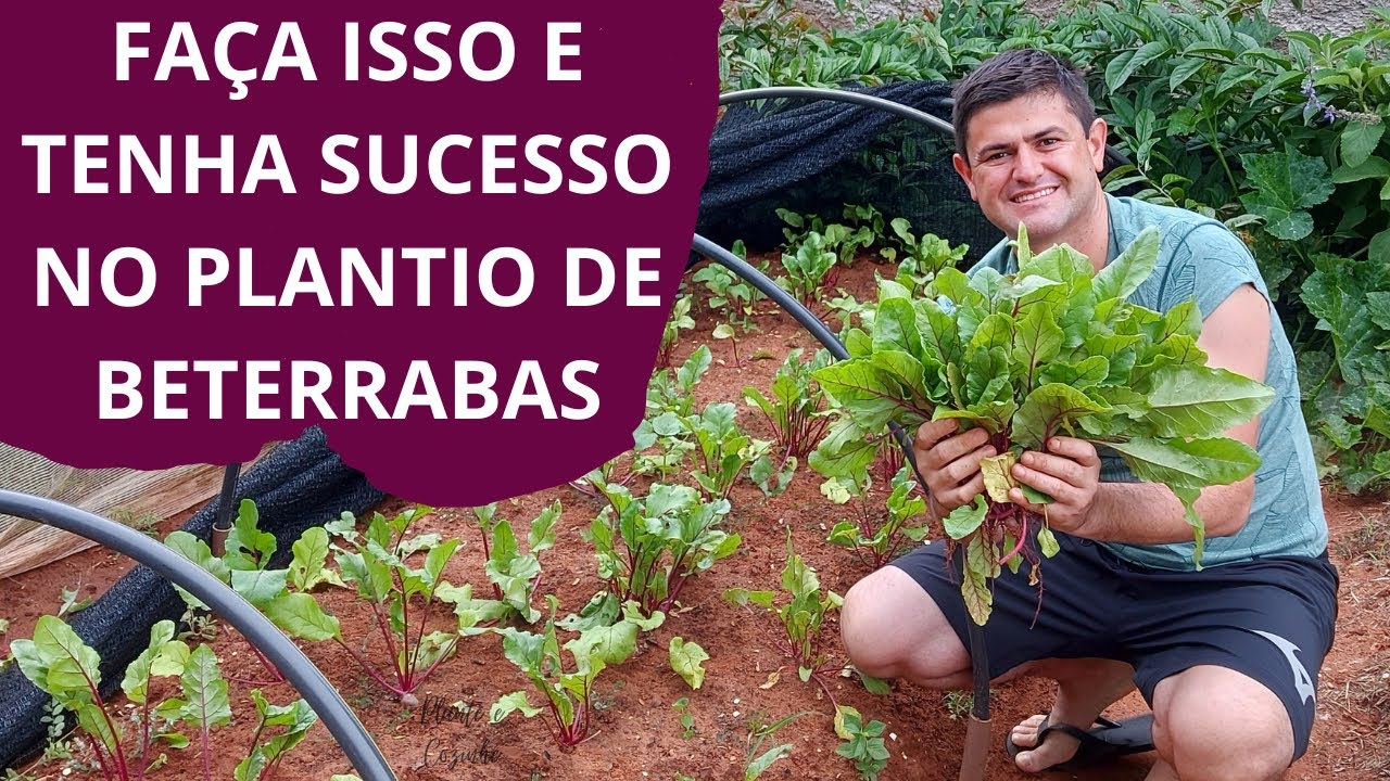 Como PLANTAR BETERRABA transplantando as MUDAS do CANTEIRO da HORTA e produzir mais RÁPIDO!