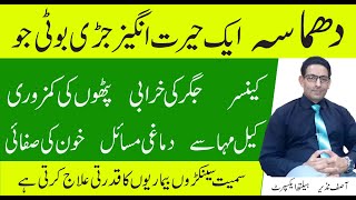 Amazing Health Benefits Of Fagonia Dhamasa In Urdu