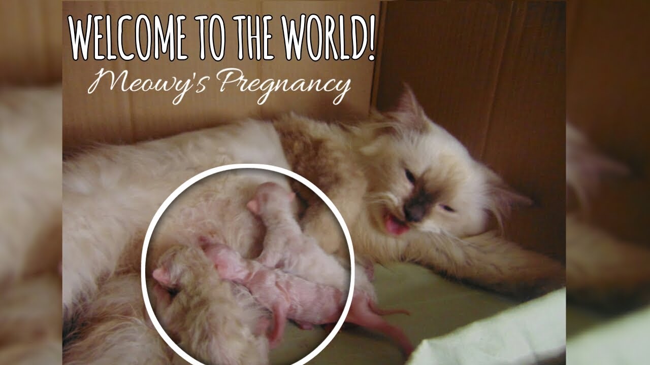 FINALLY, MY CAT GAVE BIRTH! (PREMATURE KITTENS) ME YEOW YouTube