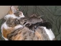 Mother Cat Avoiding To Feed Milk To Her Cute Kittens But Kittens Trying Their Best
