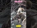 【切ない】パパに会いたい…赤ちゃんザルに囲まれても孤独なパンチくんの表情に涙