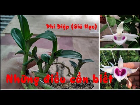 Tổng hợp các nội dung về phong lan Phi điệp| Giã Hạc cần biết | Foci