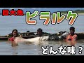 【美味】巨大魚ピラルクってどんな味？