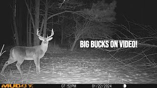 Big buck trail camera videos!