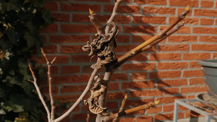 Canon EOS M Test footage - Pt1 I Magic Lantern RAW Video 14-Bit *No Audio