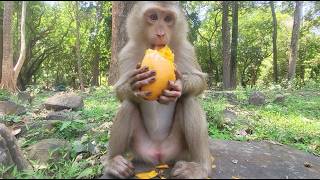 Meet Monkey Sara, Baly Enjoying Eats Some Mango! 🍑🦦  Must See Cuteness!
