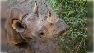 Love is in the Air | African Parks