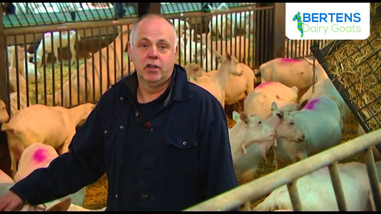 Brabant Marketing | BERTENS Dairy Goats