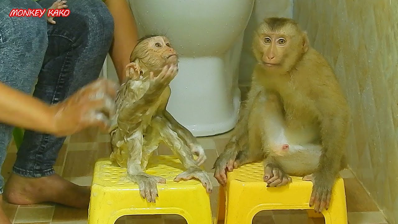 Monkey Kako Sitting Wait Take Bath After Baby Luna Bathed Finish