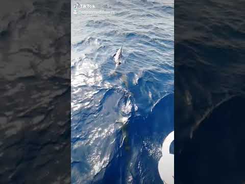 مهرجان لا كدا فيري نايس