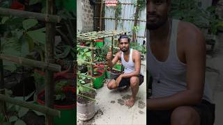 ♻️ Recycle Water Jars into Smart Planters & Bamboo Trellis | Genius Garden Idea #shorts #gardening