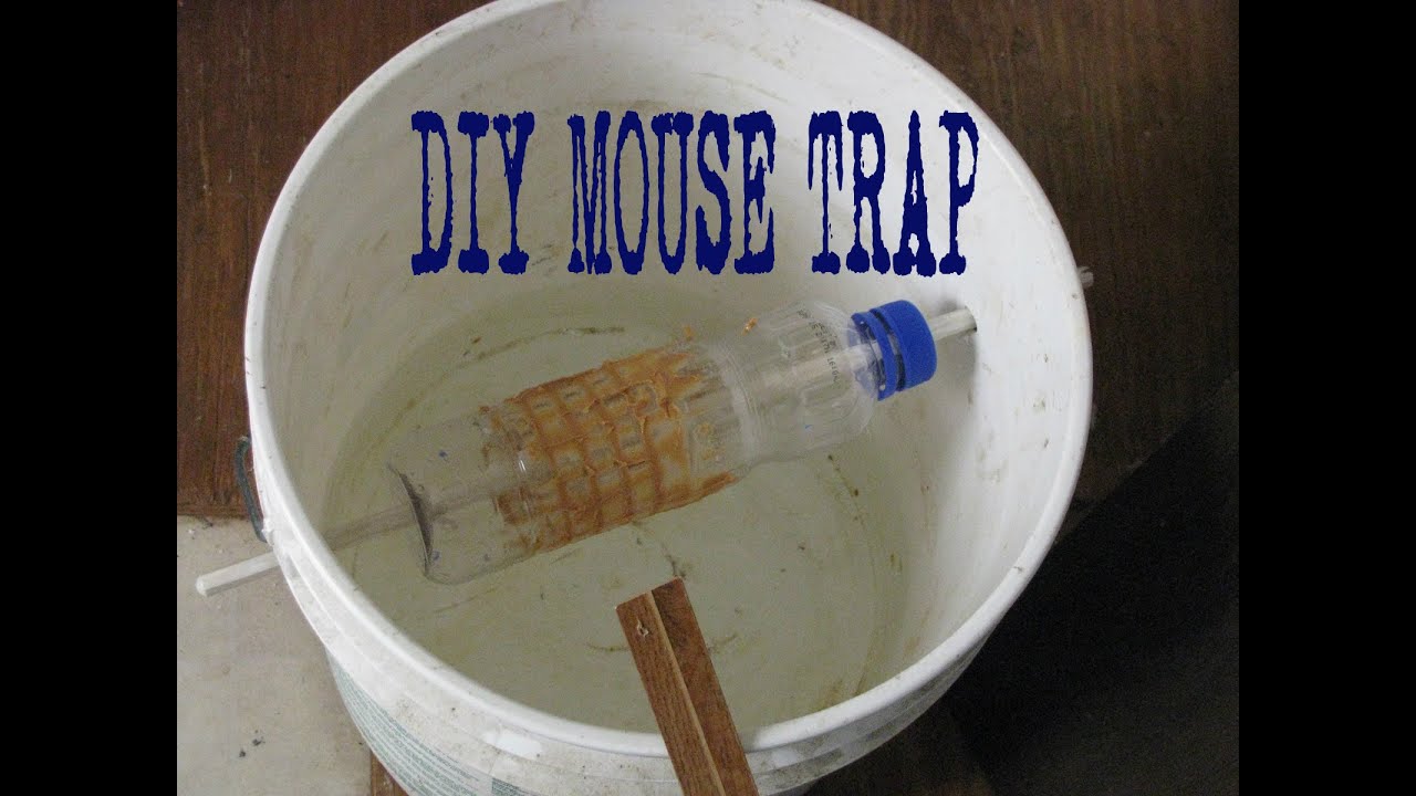 The Best Mouse Trap The Bucket Trap Youtube 4dd