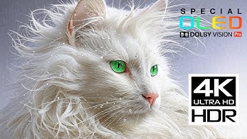 4K Ultra HD Visuals 60FPS | Dolby Vision HDR (8K/4K Showcase)