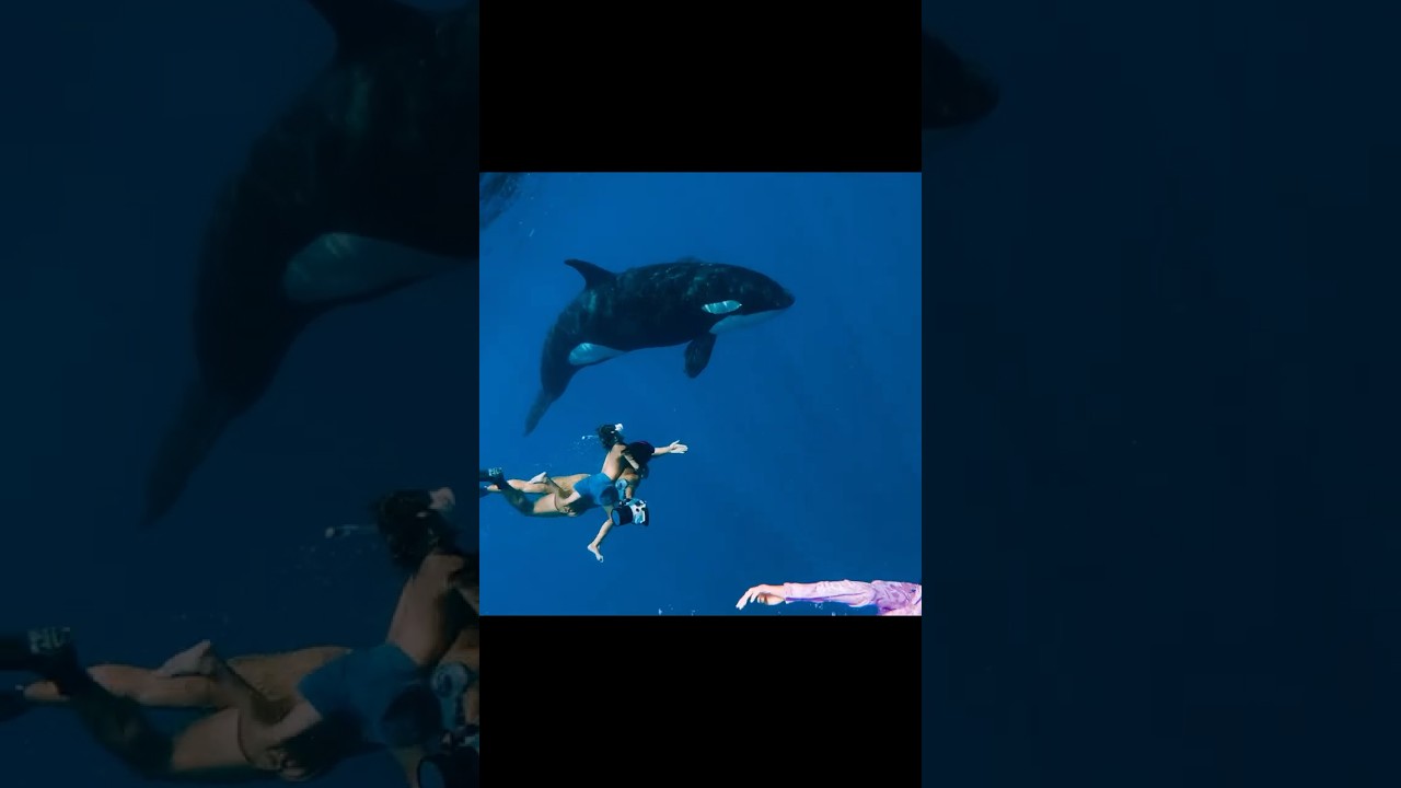 Swimming With the Ocean's Most Powerful Predator #killerwhale