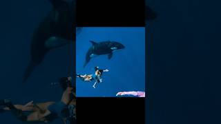 Swimming With the Oceans Most Powerful Predator #killerwhale
