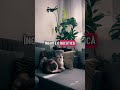 #pisici #catshorts #pisică #pets #cats #houseplants #monsteraplant #cattips #catvideos #pisicute