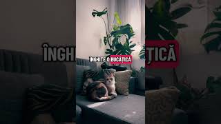 #pisici #catshorts #pisică #pets #cats #houseplants #monsteraplant #cattips #catvideos #pisicute