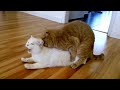 cats mating || very loudly maybe you never know this before(猫咪交配配种视频)