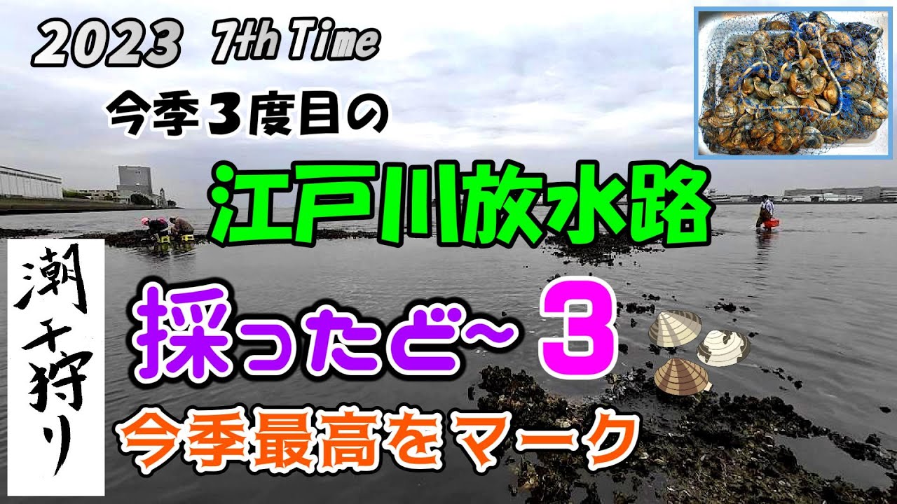 【潮干狩り】３度目の江戸川放水路 4月下旬 美味いホンビノス採れます😊