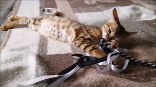 Lucy & Liam - 2 Bengalkatzen ziehen ein! - Neues Zuhause - Neugier & Angst!