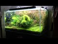 ネイチャーアクアリウム癒しの水景