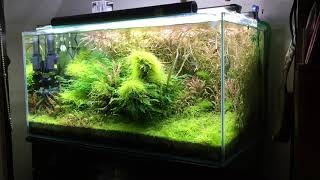 ネイチャーアクアリウム癒しの水景