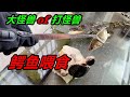 鱷魚體長已經達到70公分,此時對它進行挑釁,會是什麼下場
