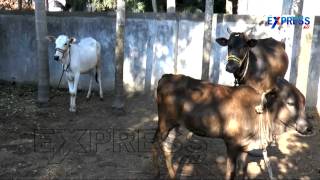 Organic Farming by Women Farmer from East Godavari : Paadi Pantalu | Express TV