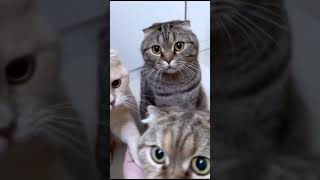 #catvideos #cat #catsoftiktok #cats #catlover