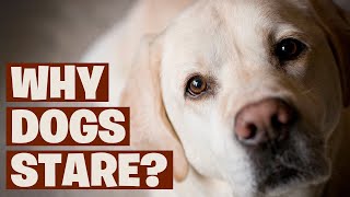 Why Dogs Stare Unraveling- The Mysteries Behind Their Gaze by Amazing Dogs 1,606 views 13 days ago 10 minutes, 41 seconds
