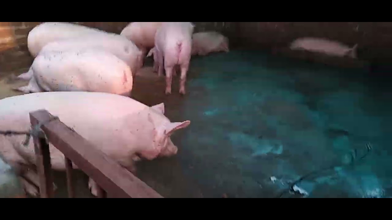 Rao sahab pig farm  🐷  