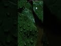 نشيد ديني ريح الشهادة عمر ال خطاب Nature اكسبلور Flowers لايك Love المصحف نشيد ديني ريح الشهادة عمر ال خطاب Nature اكسبلور Flowers لايك Love المصحف