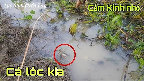 Cắm câu cá lóc cơn mưa đầu mùa có lục bình nước rút quá trời mà vẫn dính cá