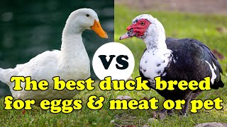 Pekin vs Muscovy: Best duck breed for eggs and meat for beginners