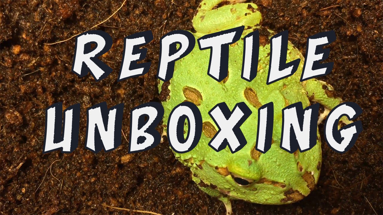 pacman frog full grown Pacman Frog Unboxing!